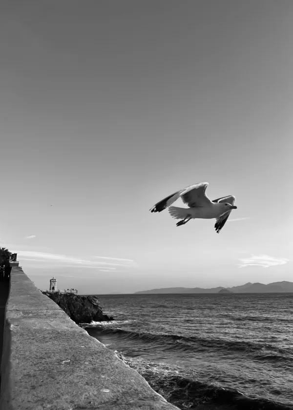 Piombino, Larus