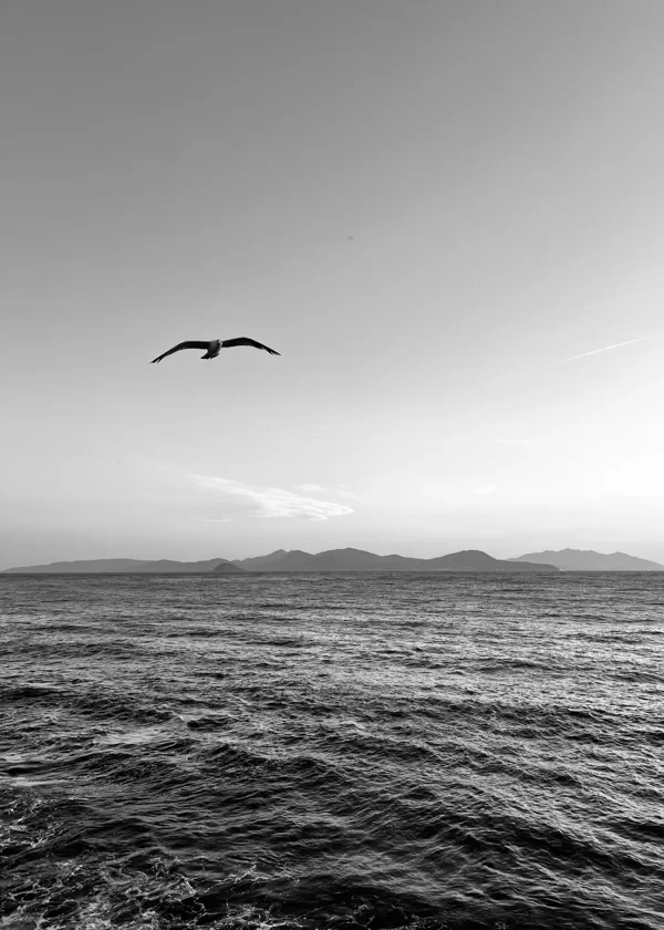 Piombino, Larus